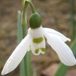 Elvis Snowdrop