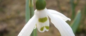 Elvis Snowdrop