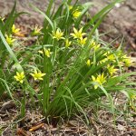 Wild Flowers: 120 photos with names (meadow flowers)