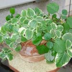 beneficial and harmful properties of plectranthus