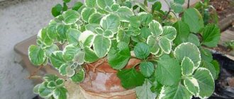 beneficial and harmful properties of plectranthus