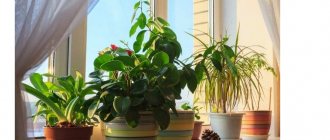 полезные комнатные растения
