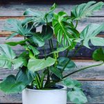 Useful properties of monstera