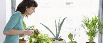 Watering indoor plants