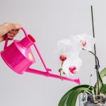 Watering orchids