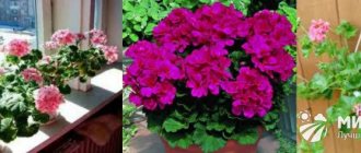 The benefits of geranium in the home