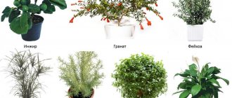 Популярные влаголюбивые комнатные растения