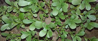 Purslane