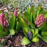 Planting and caring for hyacinths in open ground