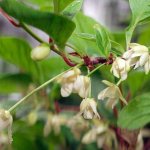 Planting and caring for Schisandra chinensis in open ground