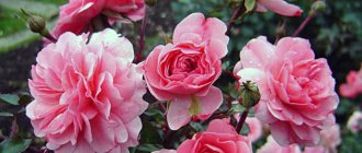 Planting and caring for Floribunda roses