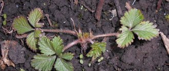 Planting cinquefoil in open ground