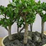 Planting Crassula