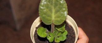 The appearance of babies on violet leaves