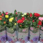 Proper care of indoor roses at home