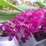 Прекрасная цветущая орхидея
