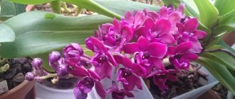 Прекрасная цветущая орхидея