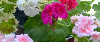 Causes of whitening of geranium leaves - a detailed description of the causes and methods of treatment