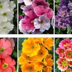 indoor primrose photo home care