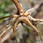 Pseudobulb in an orchid: what is it?