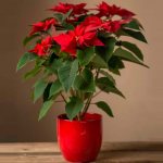Пуансетия (пуансеттия) или рождественская звезда: уход в домашних условиях, фото цветка как заставить цвести
