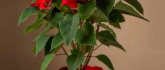 Poinsettia (poinsettia) or Christmas star: care at home, photo of a flower, how to make it bloom