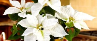 red poinsettia photo