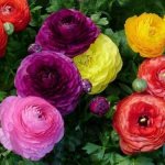 Ranunculus