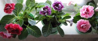 Gloxinia plant