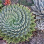 Plants with fleshy leaves