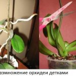 Orchid propagation