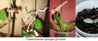 Orchid propagation