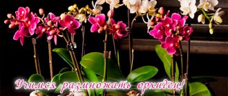 Propagation of orchids at home