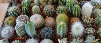 Variety of cacti