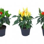 Various varieties of peppers.