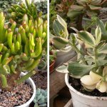 Varieties of Crassula