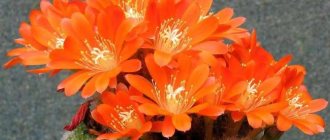 Rebutia fiebrigii