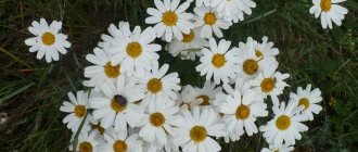 Chamomile is not demanding in terms of care, soil composition, and is frost-resistant.