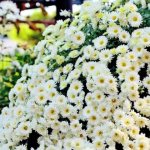 Chamomile chrysanthemums: what are they called, the best varieties, photos of flowers