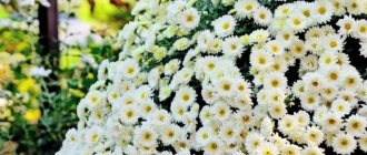 Ромашковые хризантемы: как называются, лучшие сорта, фото цветов