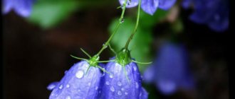 Dew on the bell.