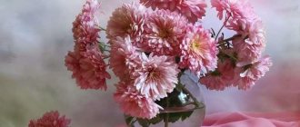 Роскошные хризантемы в вазе