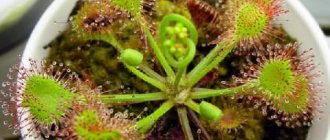 Sundew rotundifolia photo