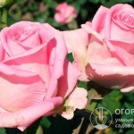 Rose &quot;Aqua&quot; (pictured) is a commercial variety that has earned great popularity among amateur gardeners