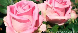 Роза «Аква» (на фото) – коммерческий сорт, заслуживший большую популярность у садоводов-любителей