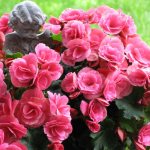 Розово-красные бутоны на кустике бегонии садовой