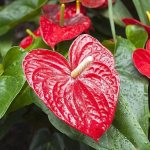 С намеком на любовь: 5 домашних цветов с листьями в форме сердца