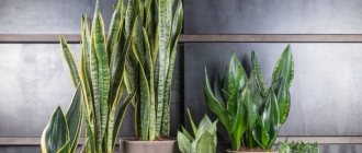 Sansevieria (49 photos): what does the “Mother-in-Law’s Tongue” or “Pike Tail” flower look like? Caring for it at home 