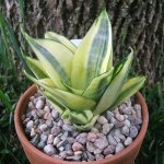 sansevieria