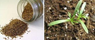 Семена комнатных растений, как выращивать